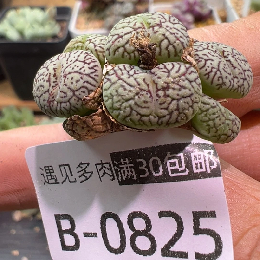 多肉植物1111111111111