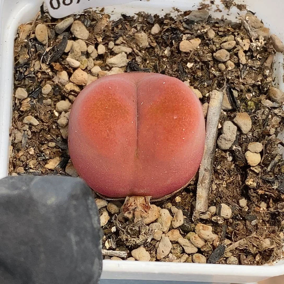 招****乐桃喜花园0608-9水蜜桃