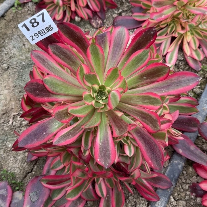 美杜……多肉植物……