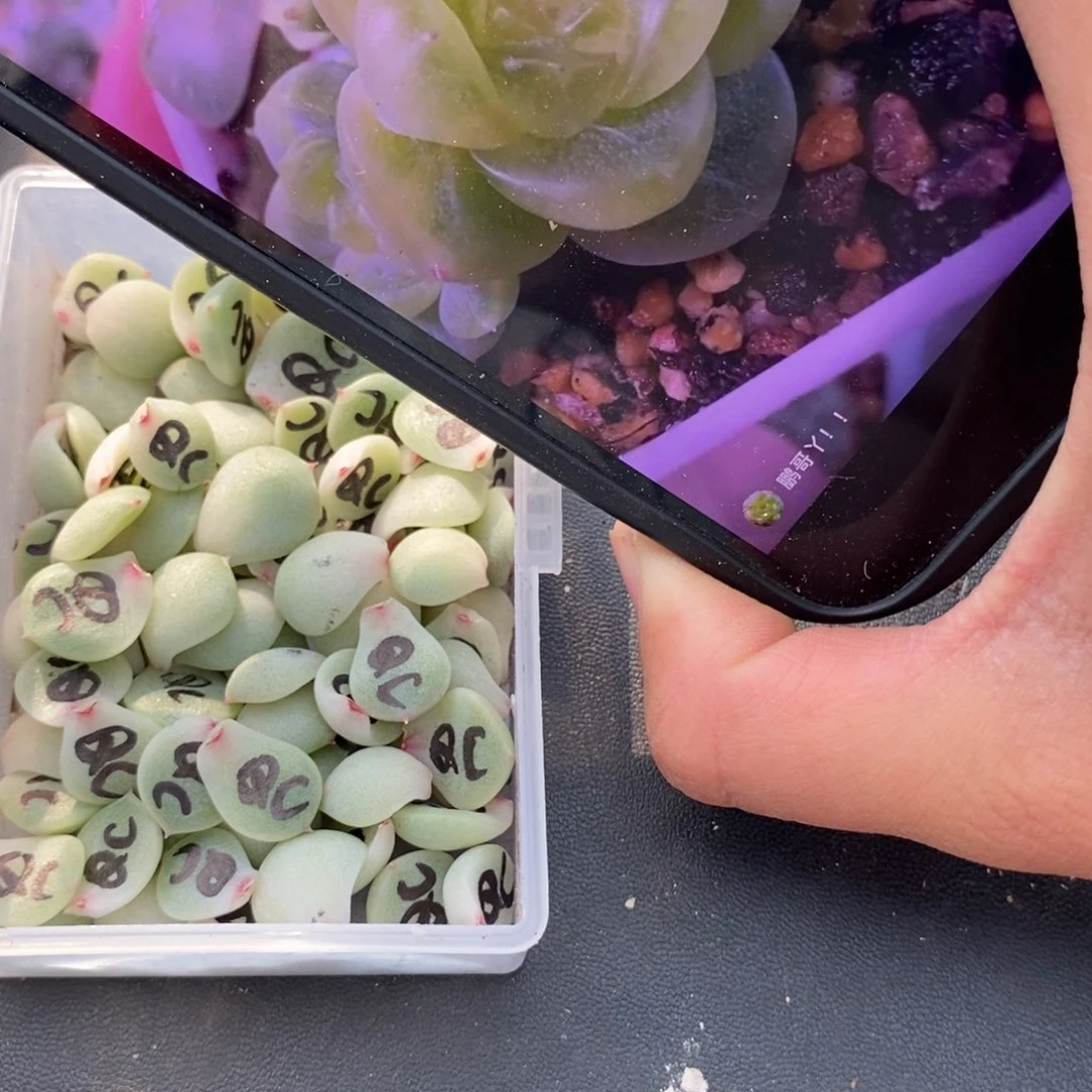 纯叶片倾城珍妮一片多肉叶子