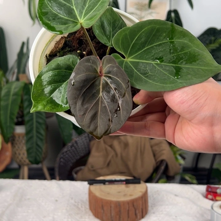 完全开放进口Kos｜黑桃王牌