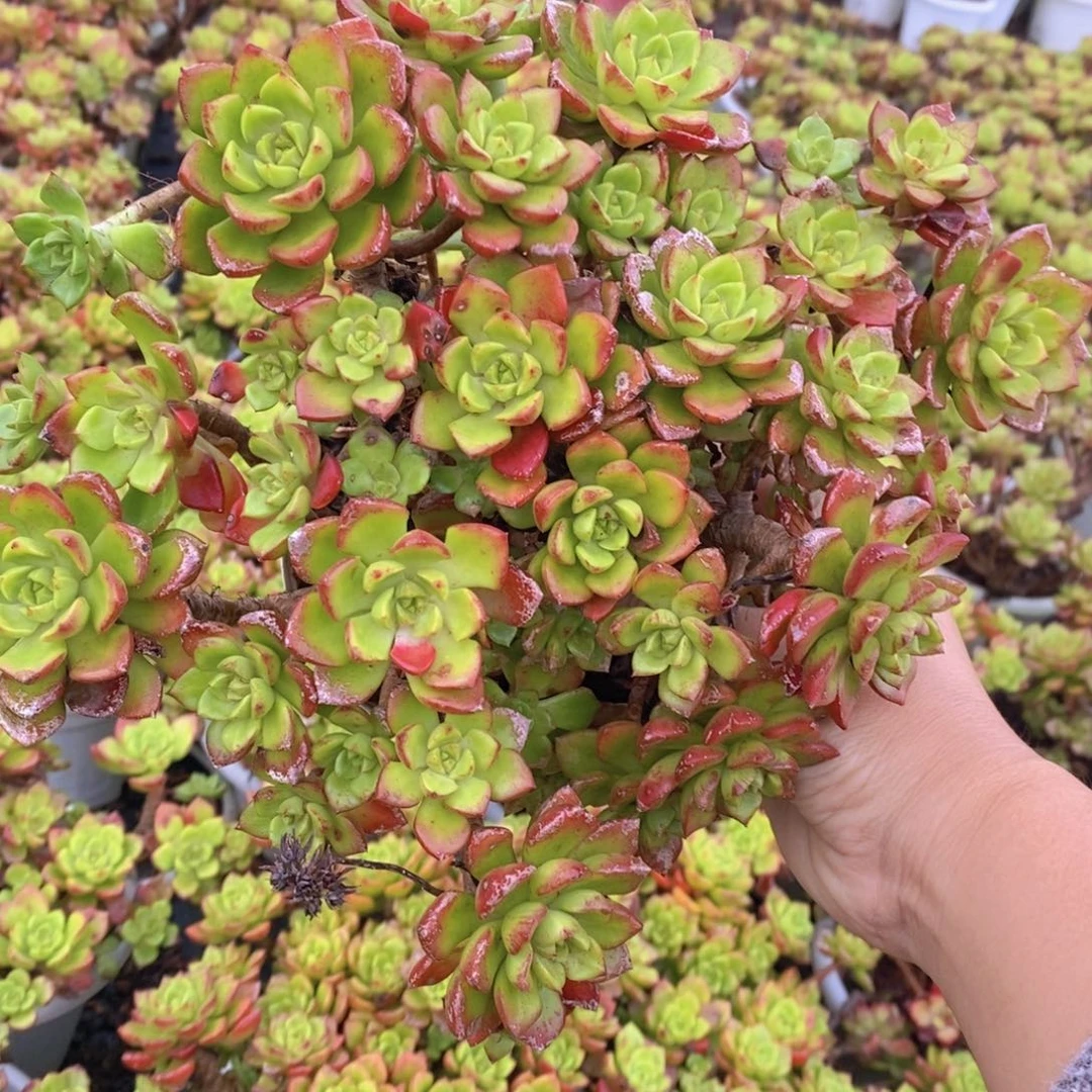 火焰蒂亚玫瑰多头群生老桩