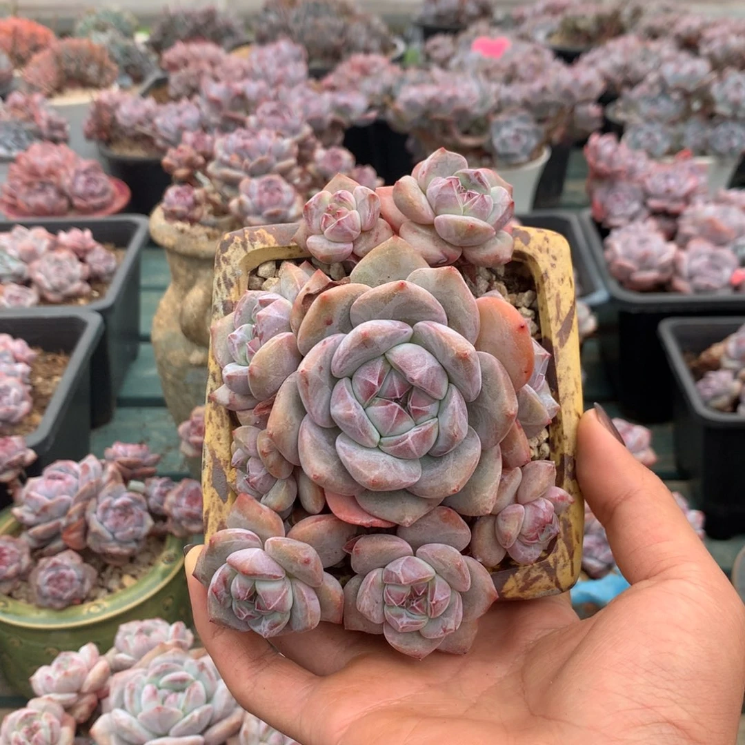 石榴籽无砍九头花花