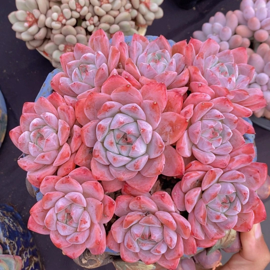 阿尔巴佳人 一物一拍