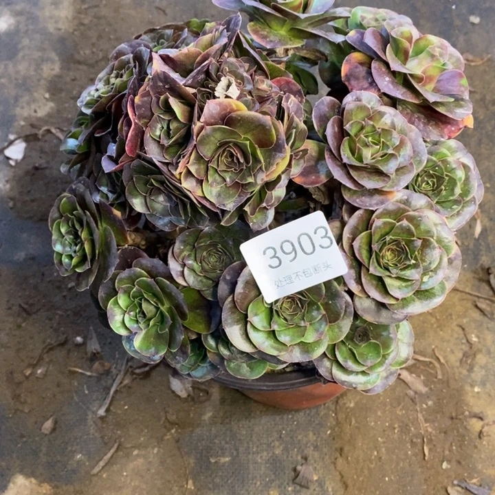 魅金多肉断头不包3903