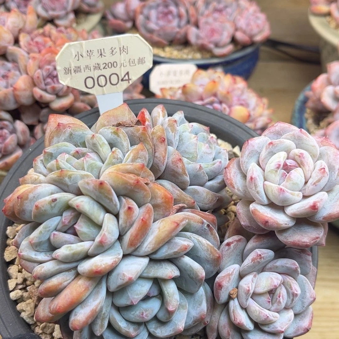 绿底紫心004/13cm7头