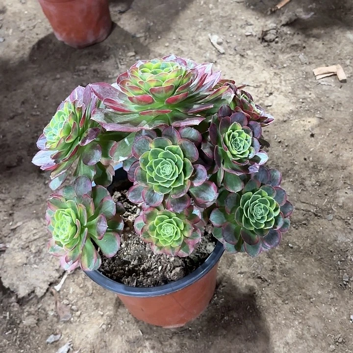 静***园多肉植物法师奶白120