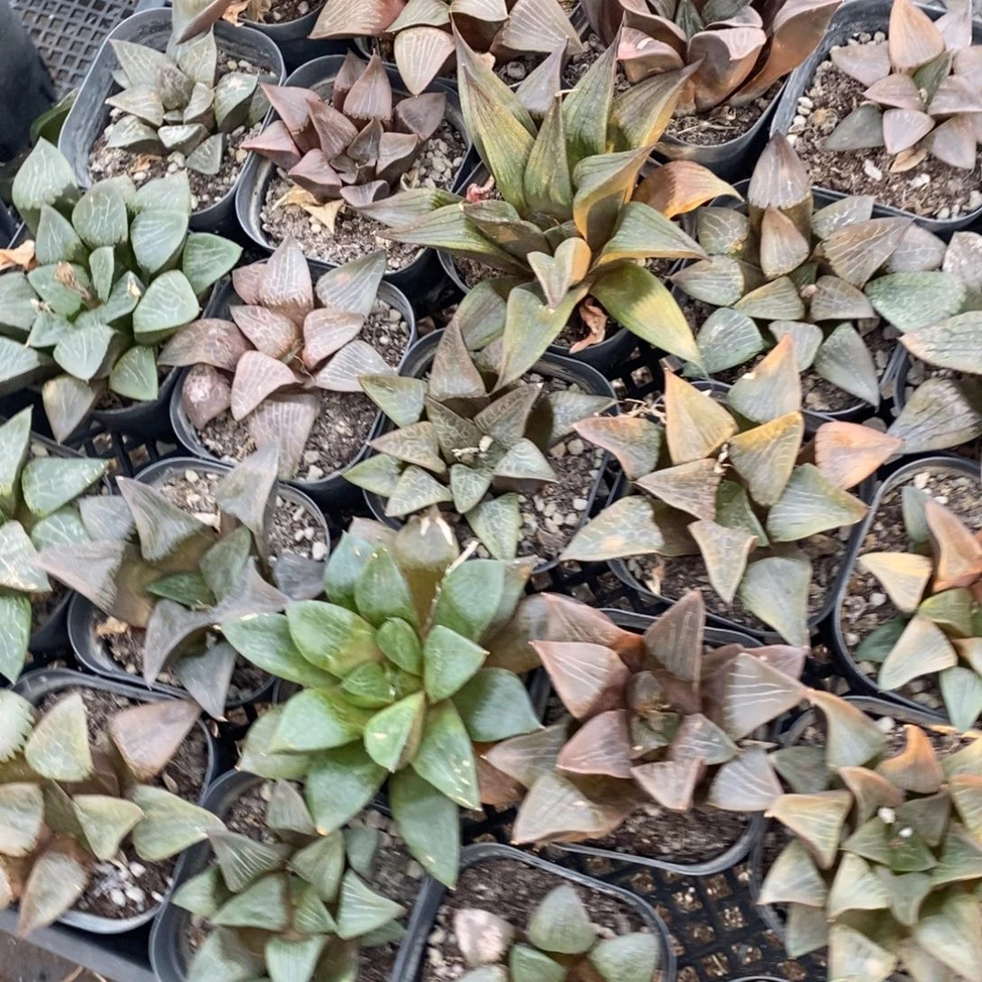 821 一盆实生大寿 整点福利