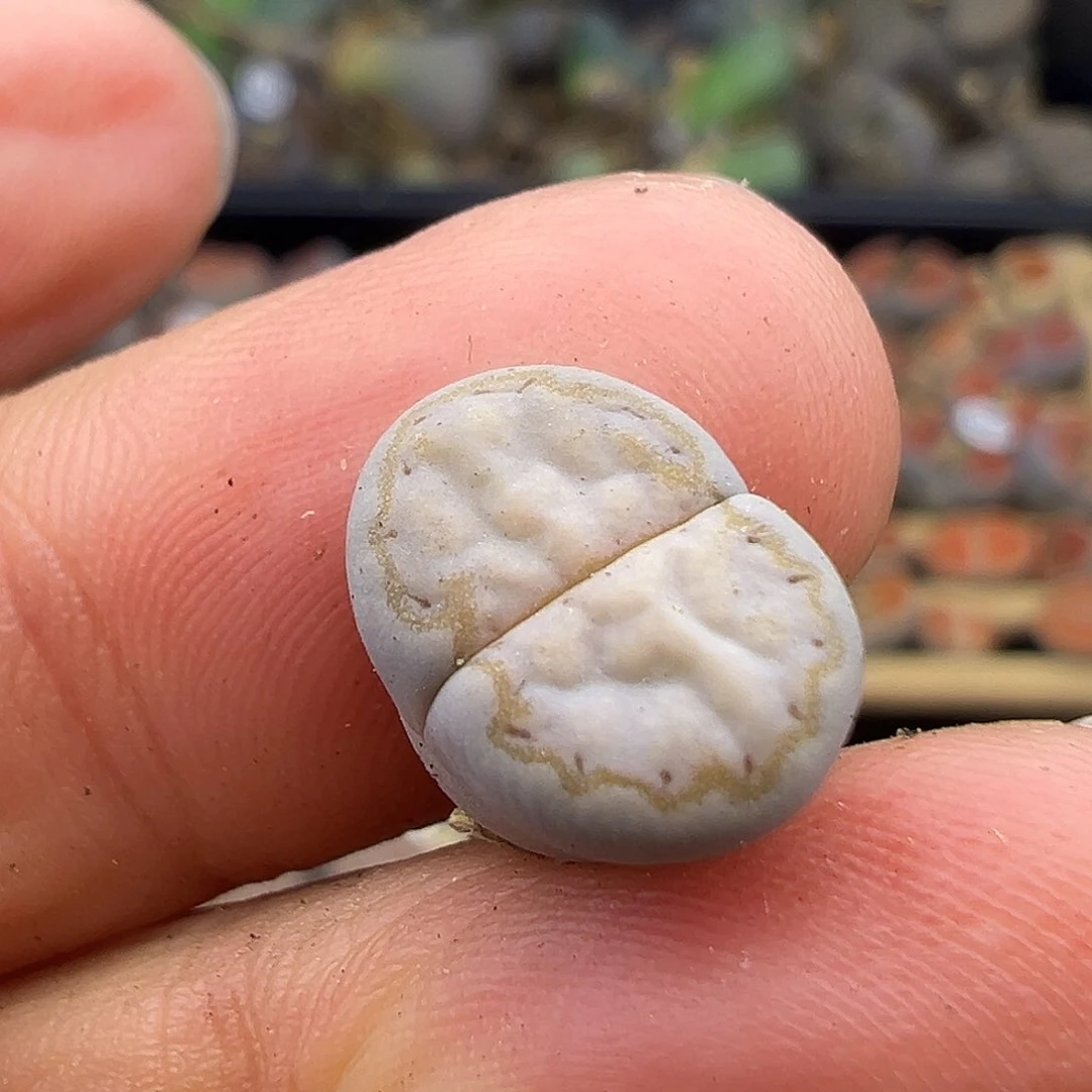 1616Eh216超级福利