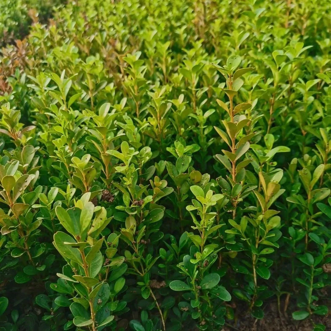 小叶黄杨苗瓜子黄杨四季常青别墅地栽庭院花坛耐寒绿化植物篱笆苗