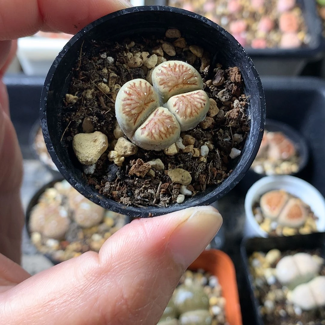K06多肉植物保护