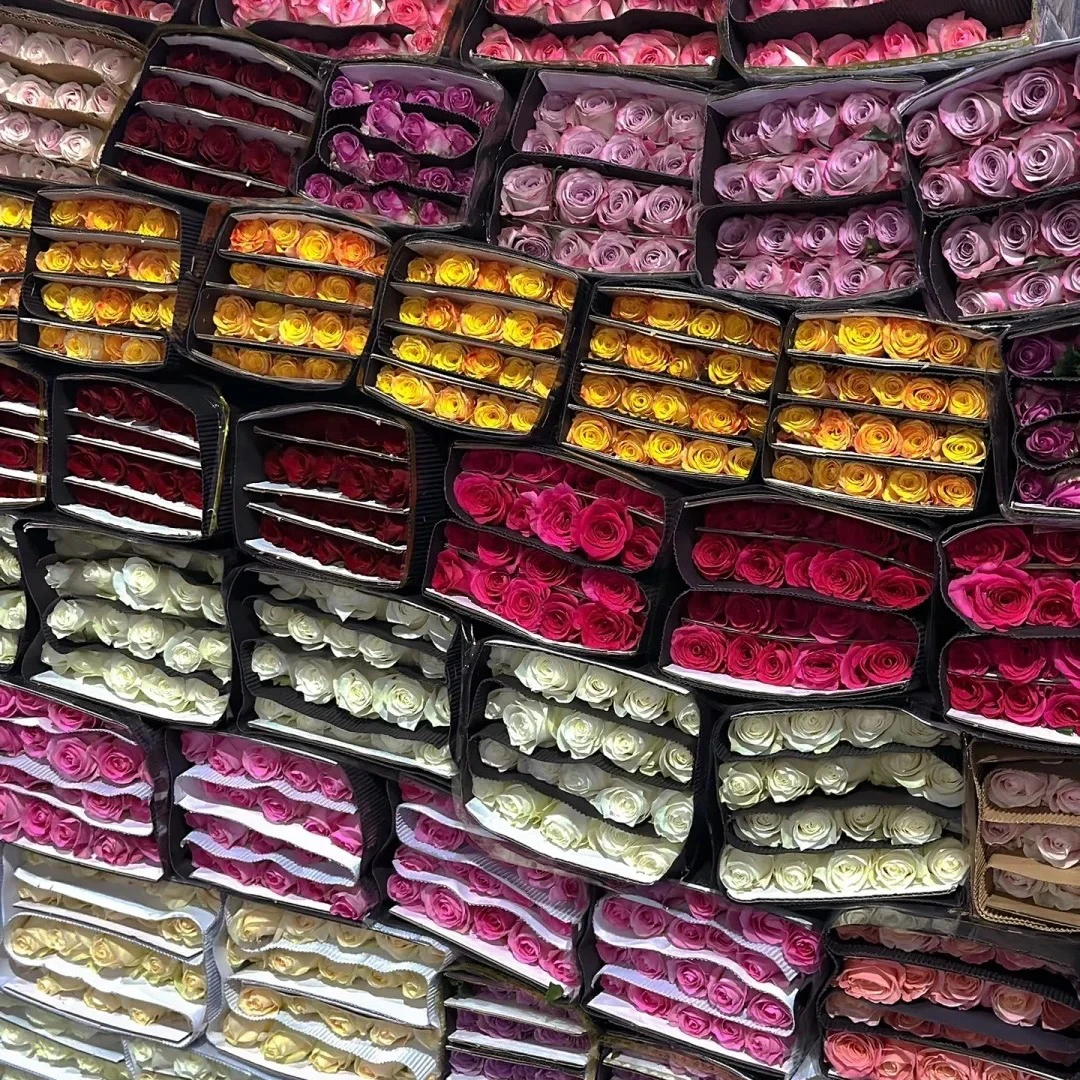 百合 紫罗兰8支+2支防损任意满两单包邮