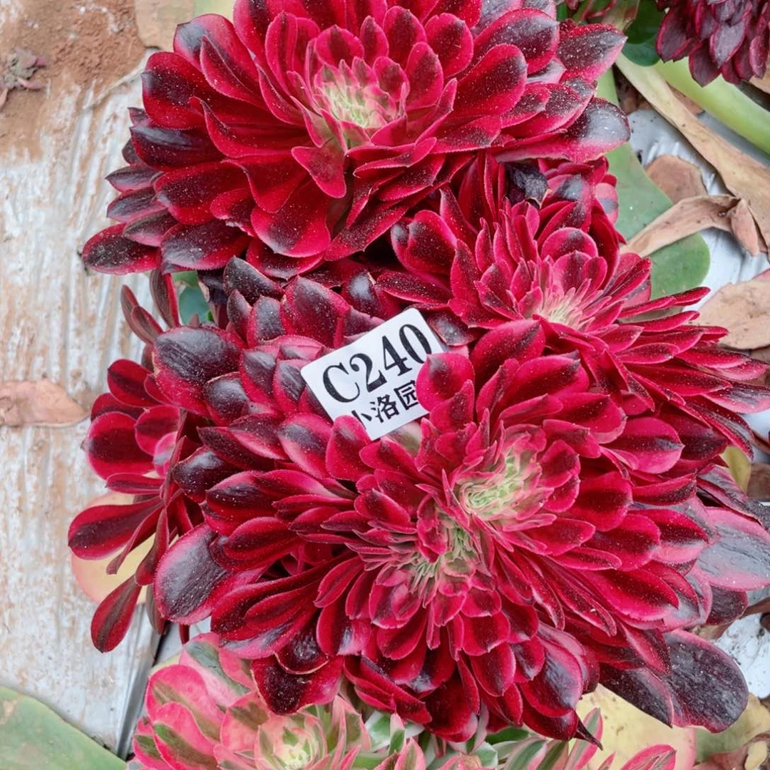 240号美杜莎缀化无根发货