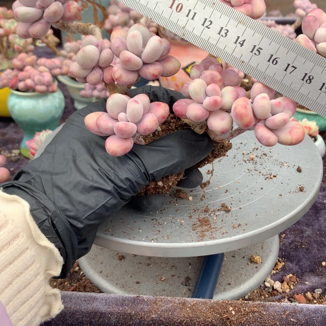 2颗不带盆偏远地区不包邮的