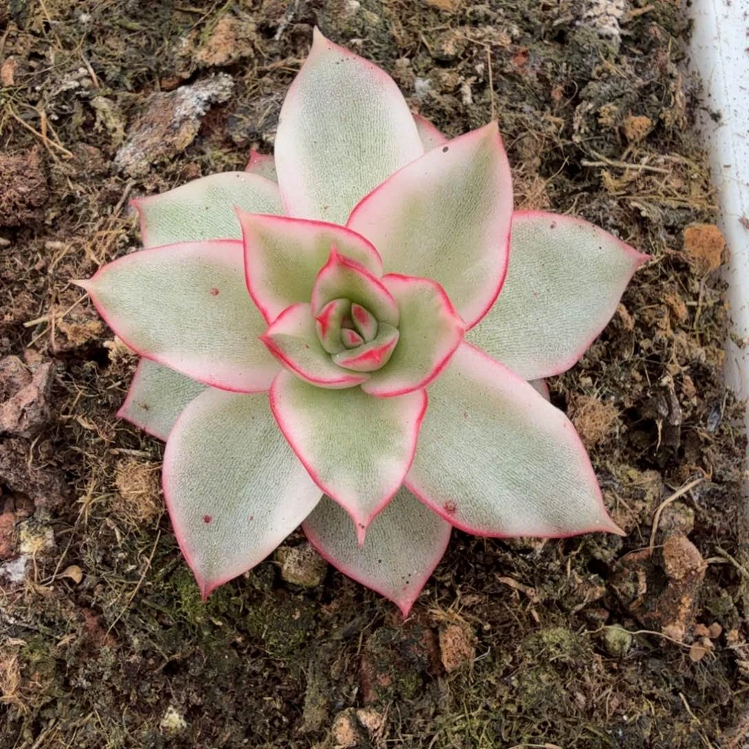 吉赛尔锦锦上园艺一物一拍