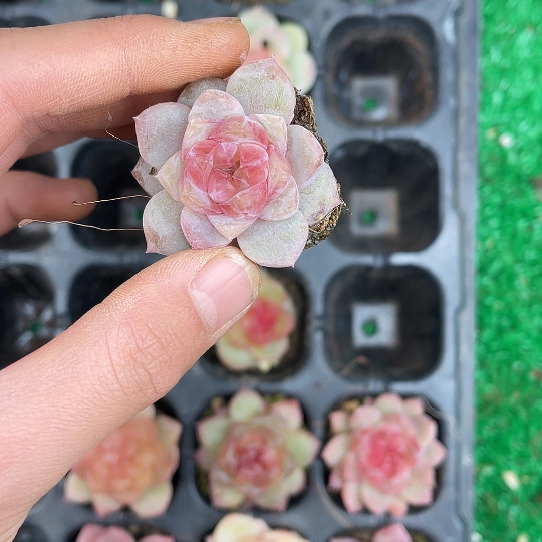 多肉一物一拍26-198