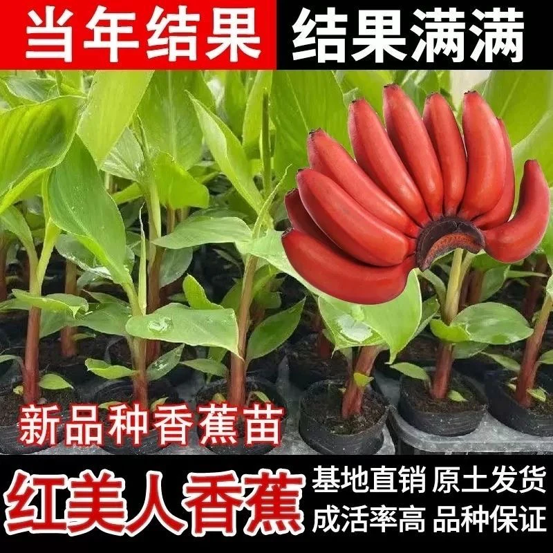 【广西精选】红皮香蕉树苗盆栽地栽南方北方四季庭院果树苗当年结果