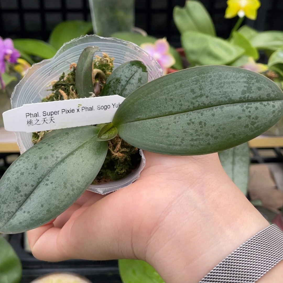 当前无花栽培后可以开花2.5桃之夭夭刚出根