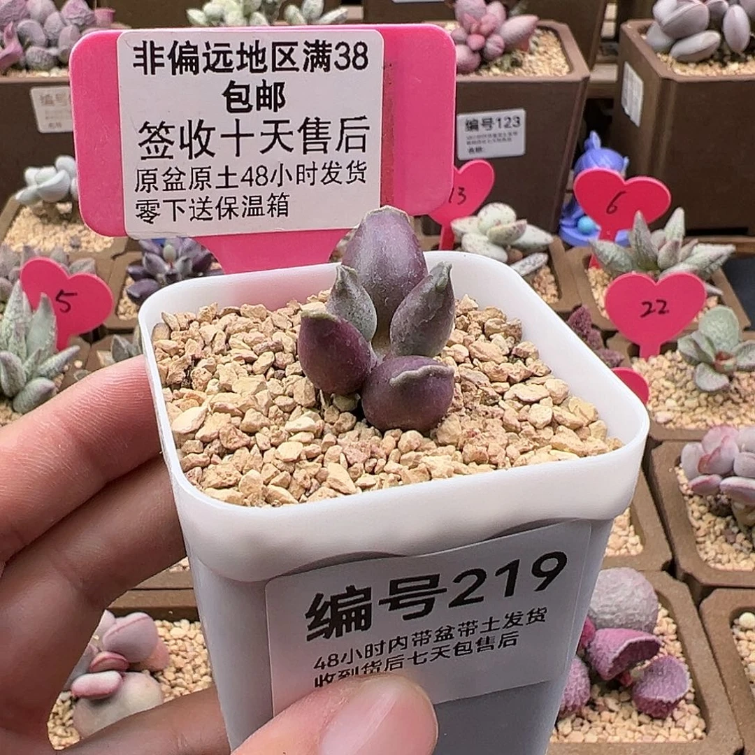 特*219艺妓海豹多肉植物