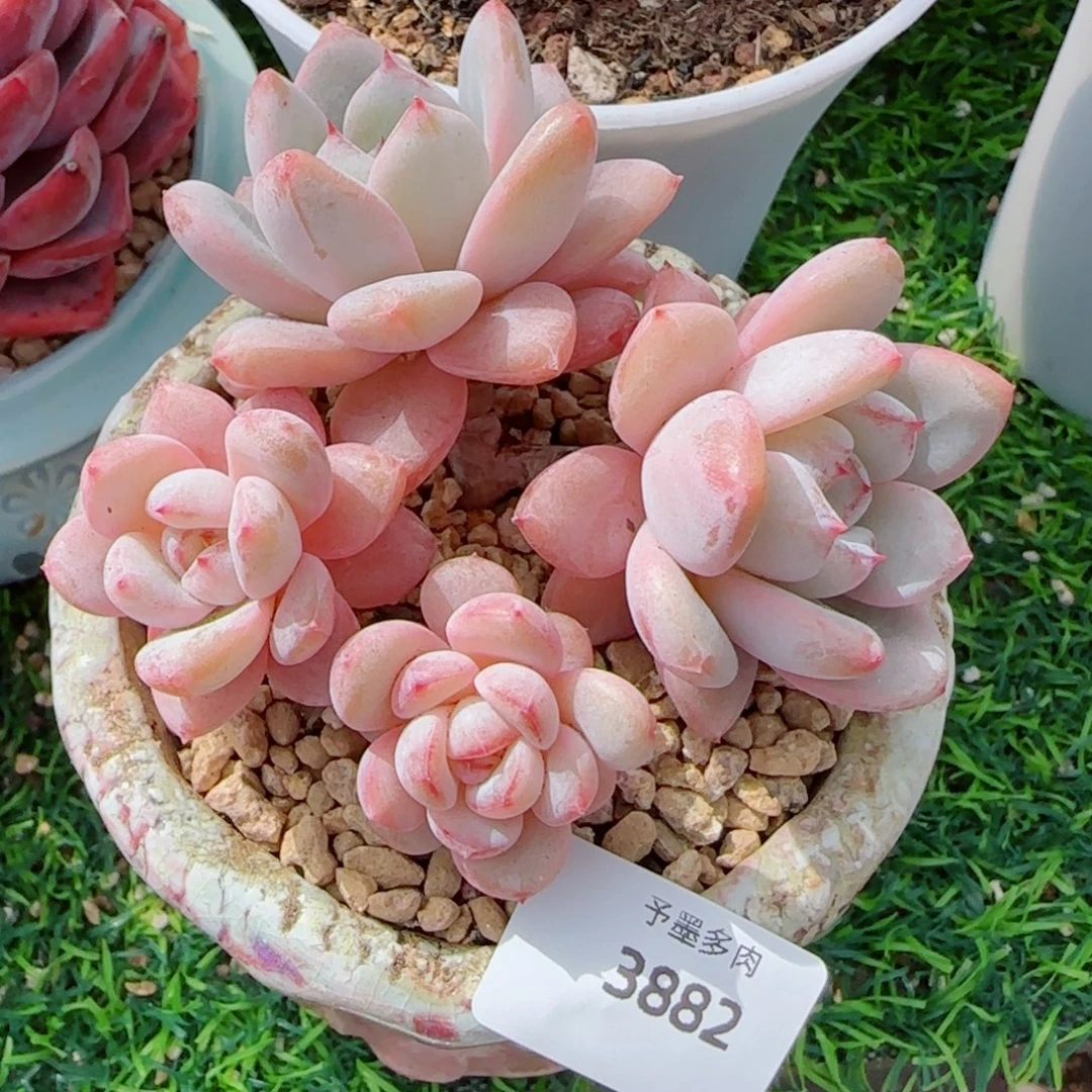 星星雪，3882多肉植物