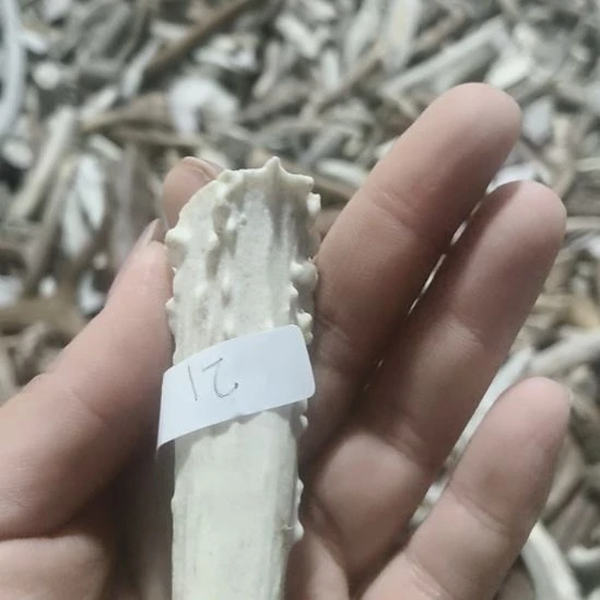 在***师陶瓷鹿角鹿角鹿角