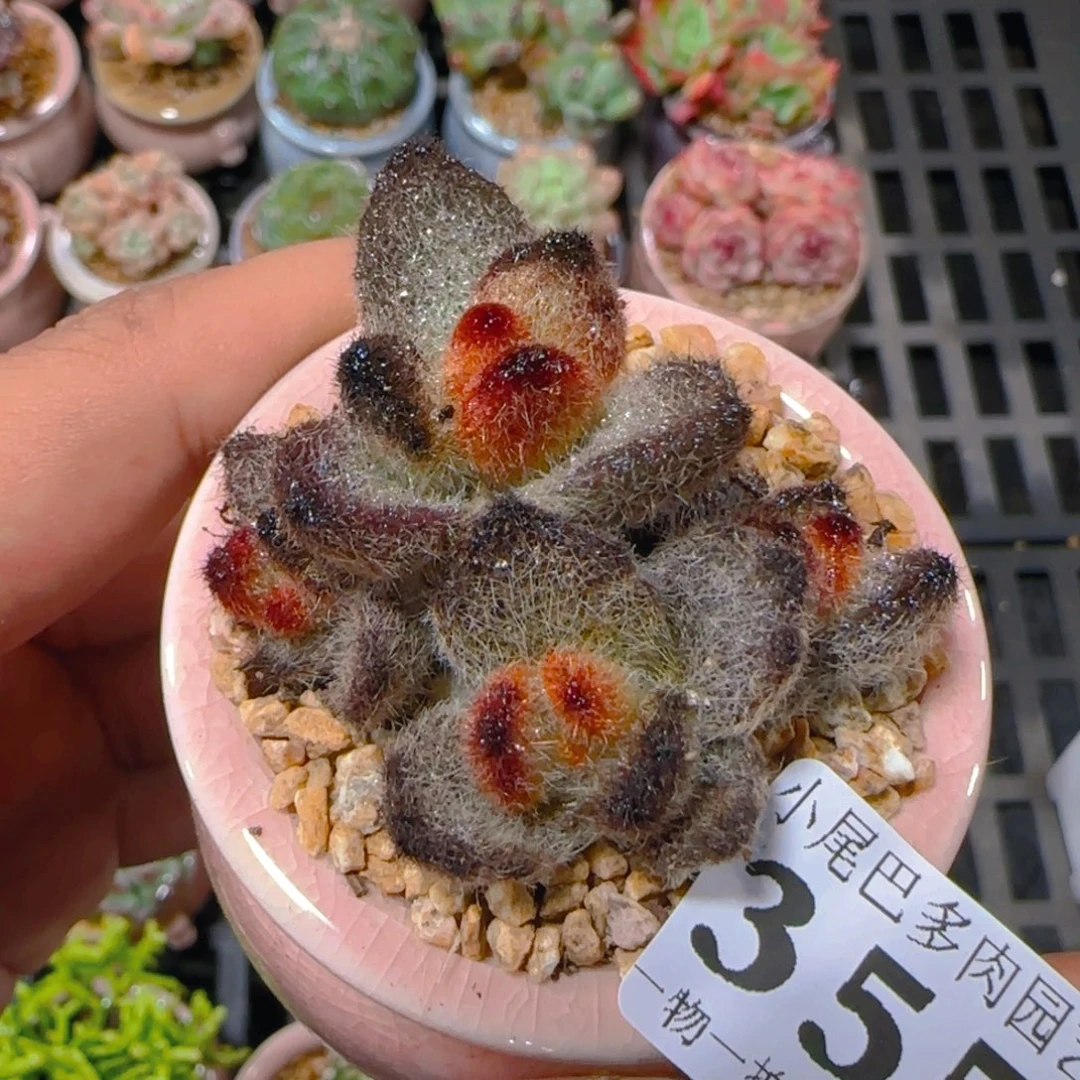 AP小尾巴5CM迷你拇指盆栽精控多肉355