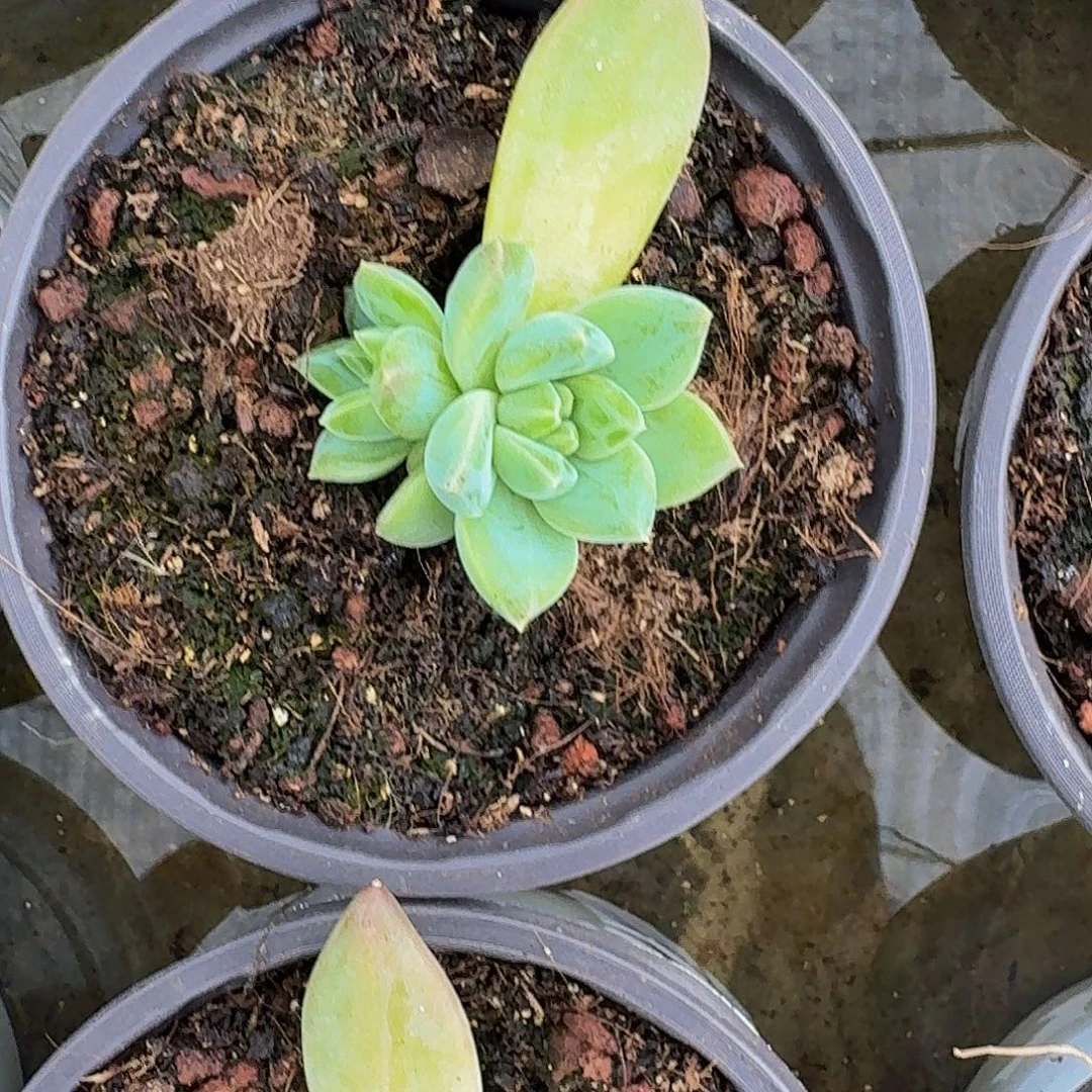 韦斯特曼 一物一拍