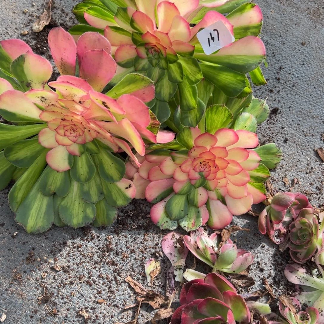 137知否3颗多肉多肉多肉