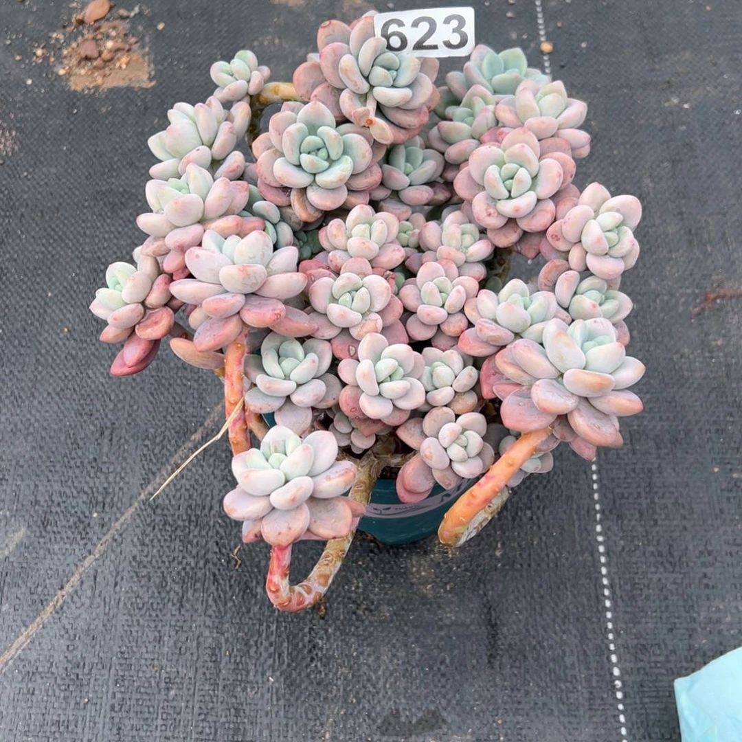 这***白红洛神多肉623号多肉