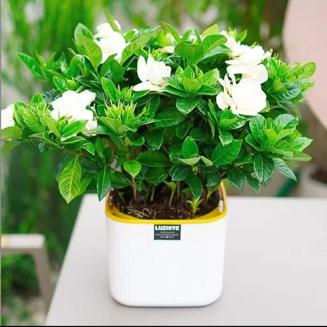 浓香型大盆牡丹栀子花四季花卉花苞绿植室内盆栽净化气植物开花D