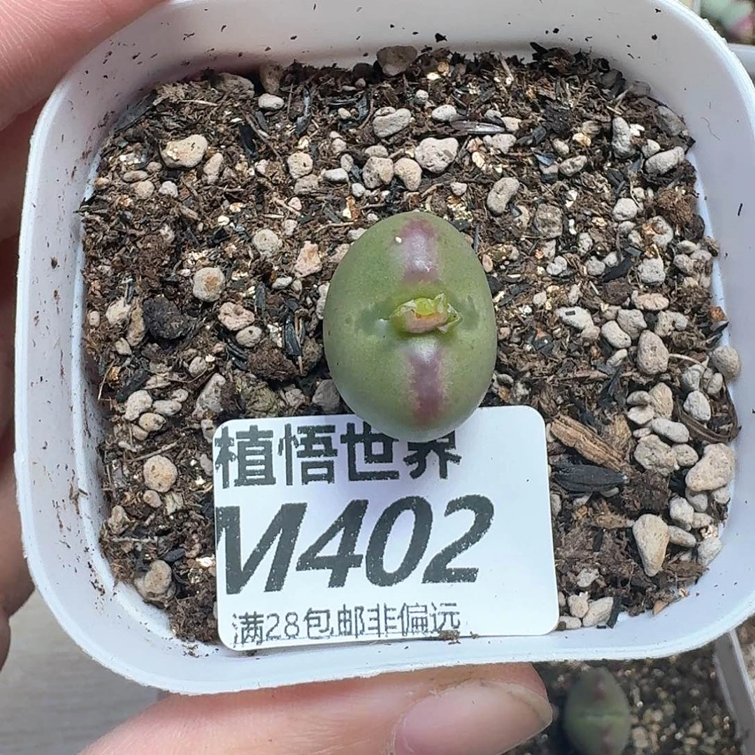 多肉植物的润泽额分