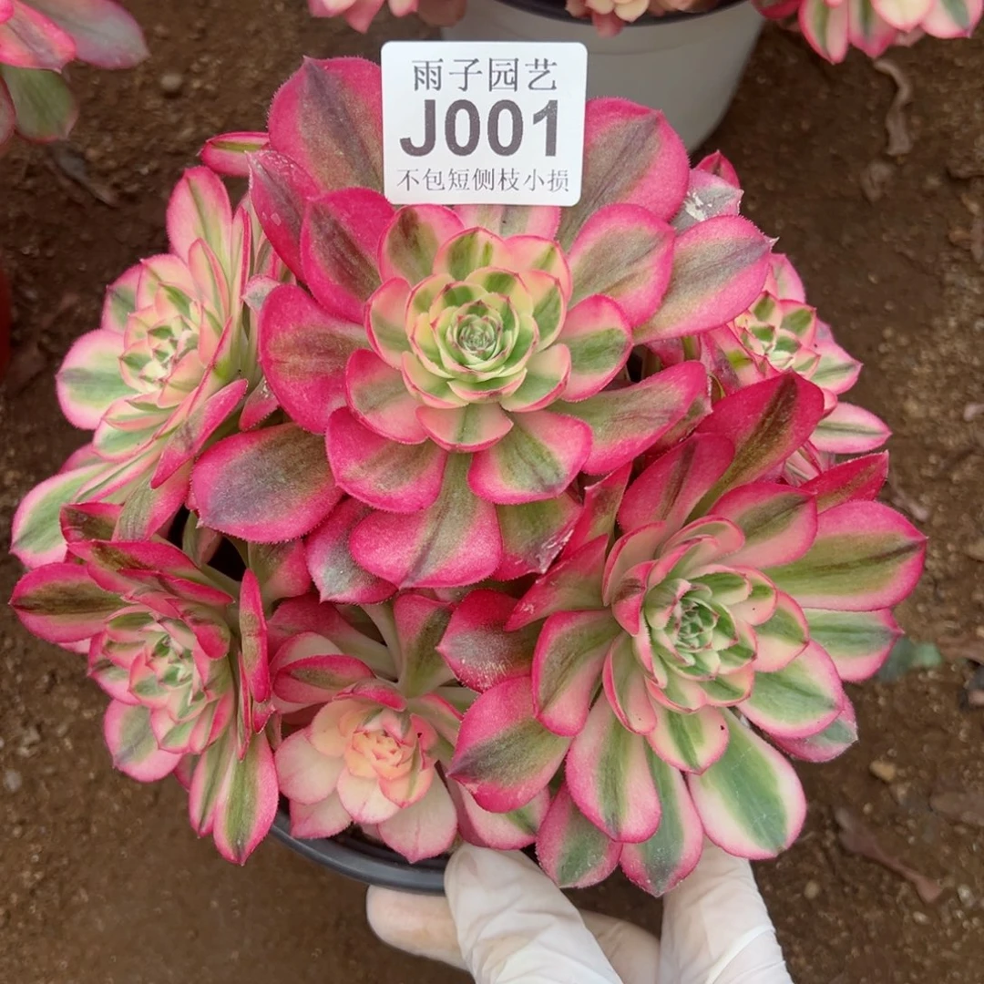 001倾城尺寸18左右