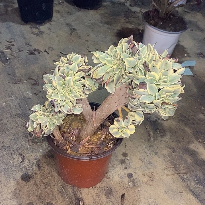 灿烂缀多肉植物064