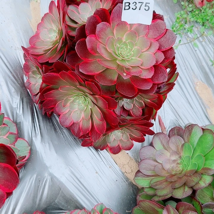 粉花妖375万圣节变异