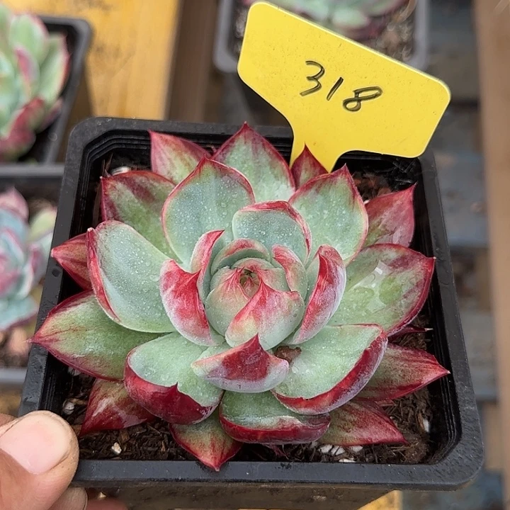 惊鸿一物一拍包装收缩花旱獭318