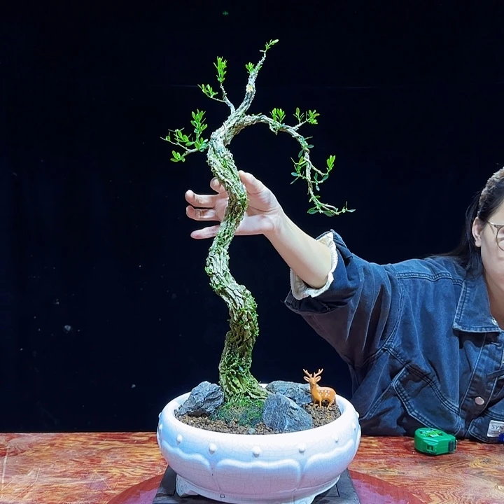 当前无花朵，栽培后可花朵广东邹皮雀舌黄杨