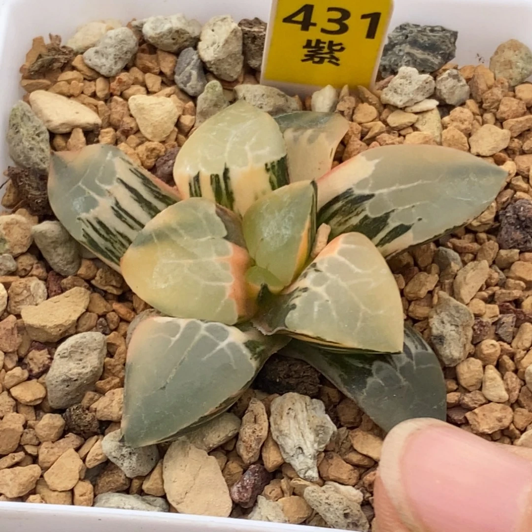 431号火凤凰克锦多肉
