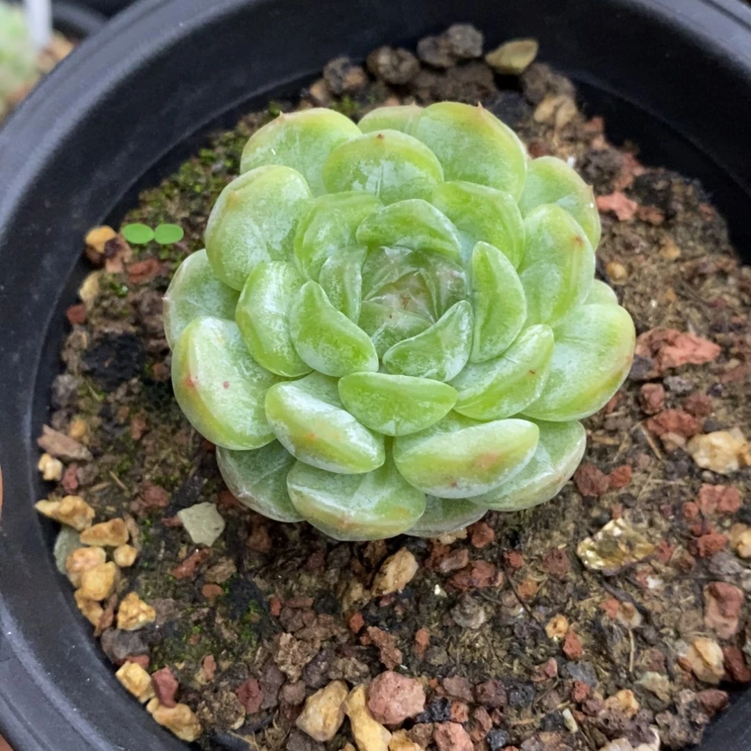 精品多肉一物一拍不包整85