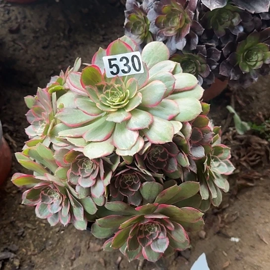 无花朵花妖530号不包断枝
