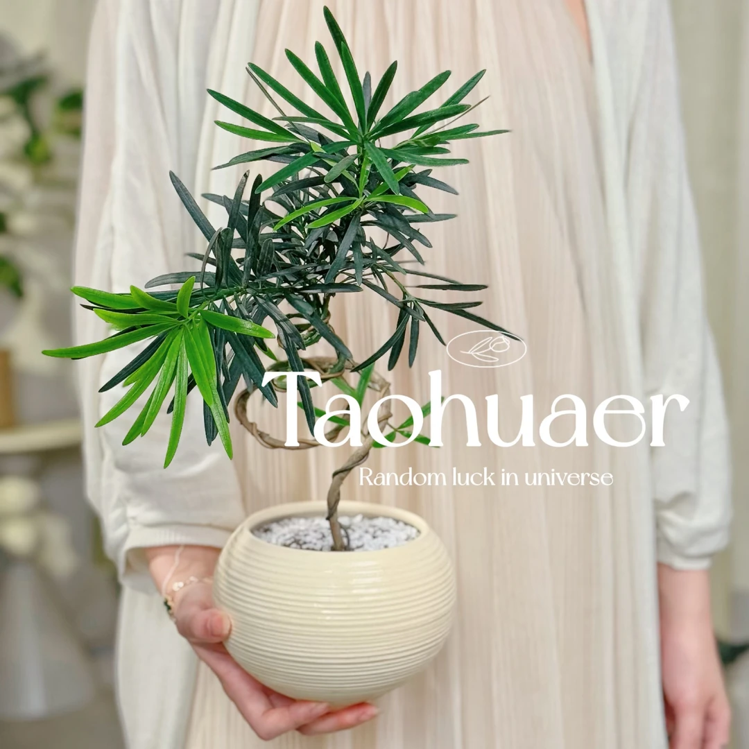 造型罗汉松室内客厅植物盆景网红茶室茶几摆件绿植盆栽