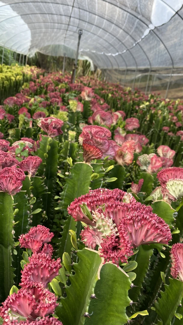 多彩麒麟 仙人掌花卉 耐晒耐旱防辐射吸甲醛春峰盆景一物一拍