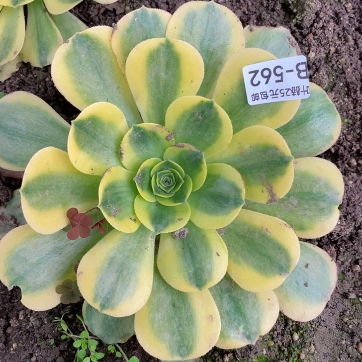 562香黄多肉12345678