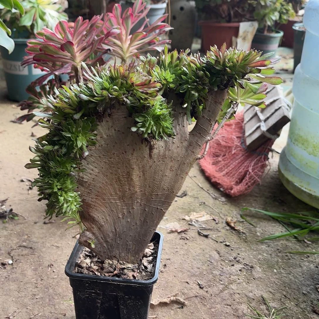 红陶哈哈哈哈哈哈哈哈哈