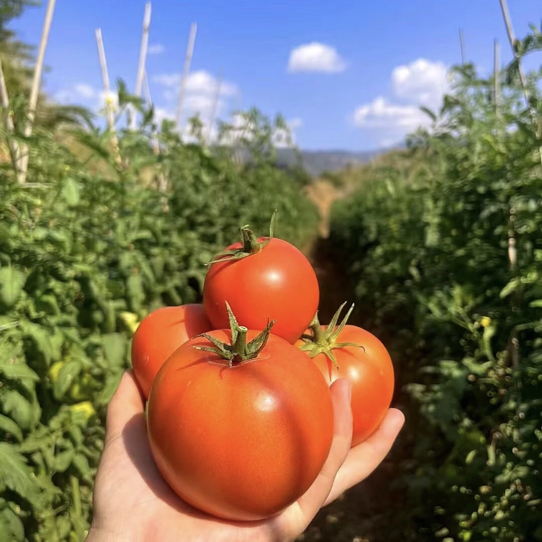 农家 高山 本地番茄