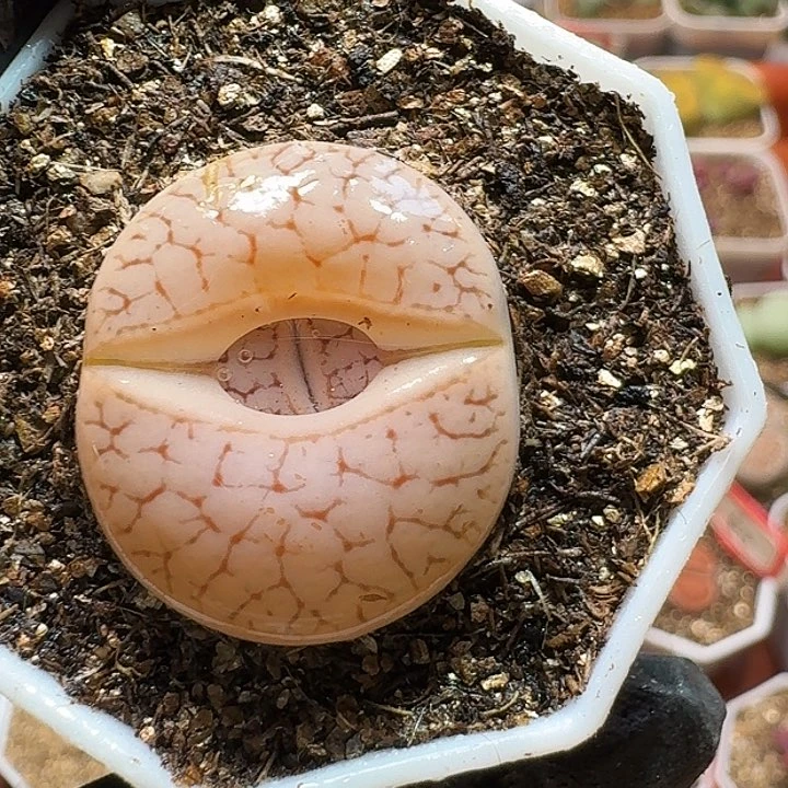 生石花233:：：：/。   185