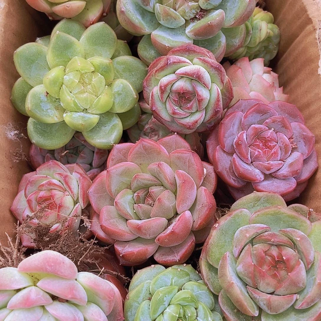 0000000002量拍保底20颗