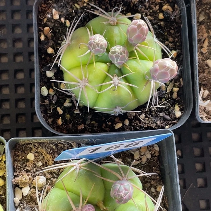 完全开放海王丸脱土发货180