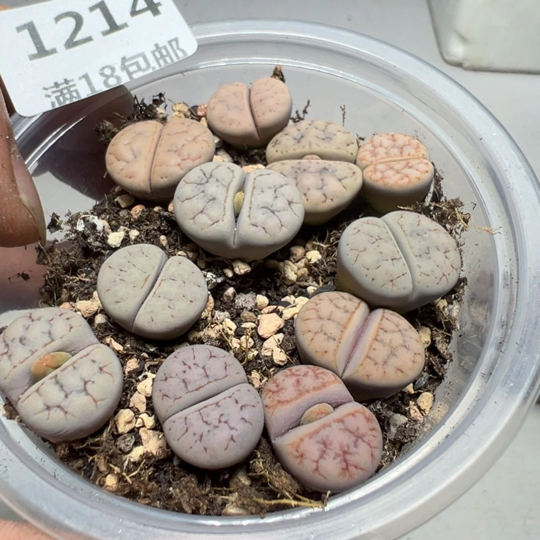 【闪购商品】 1214。