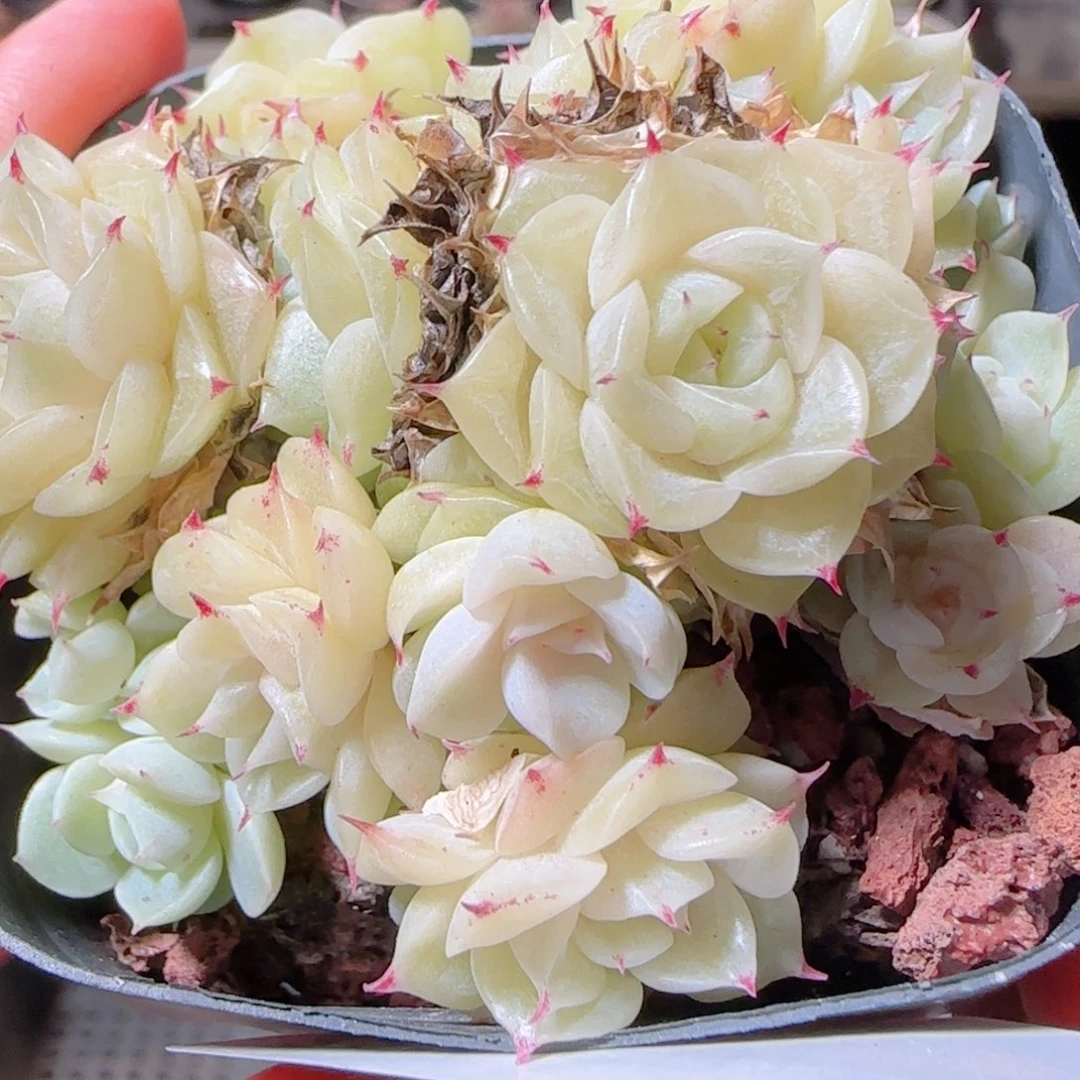 花语多肉1212-337白魔仙散