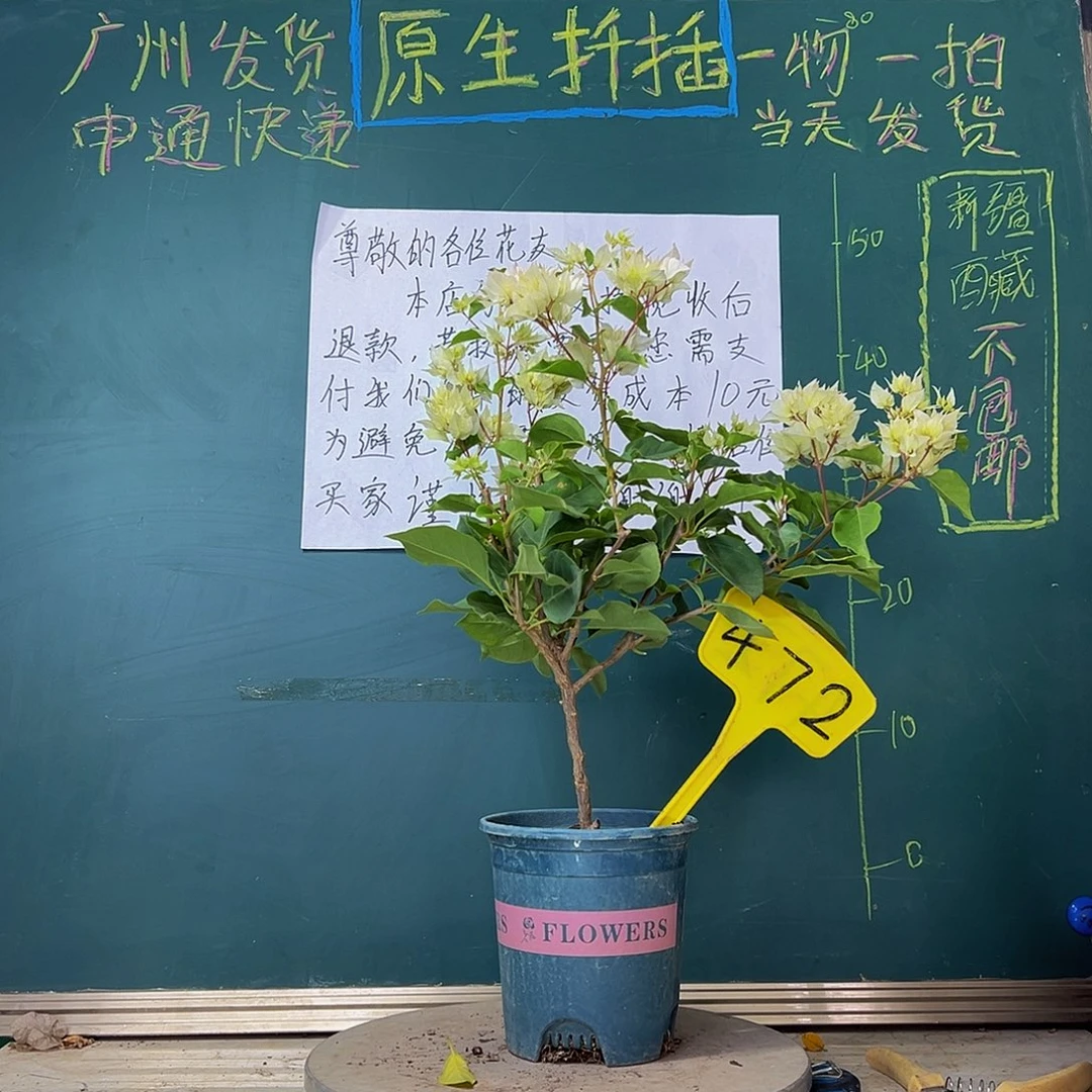 当前无花栽培后可以开花怡锦472